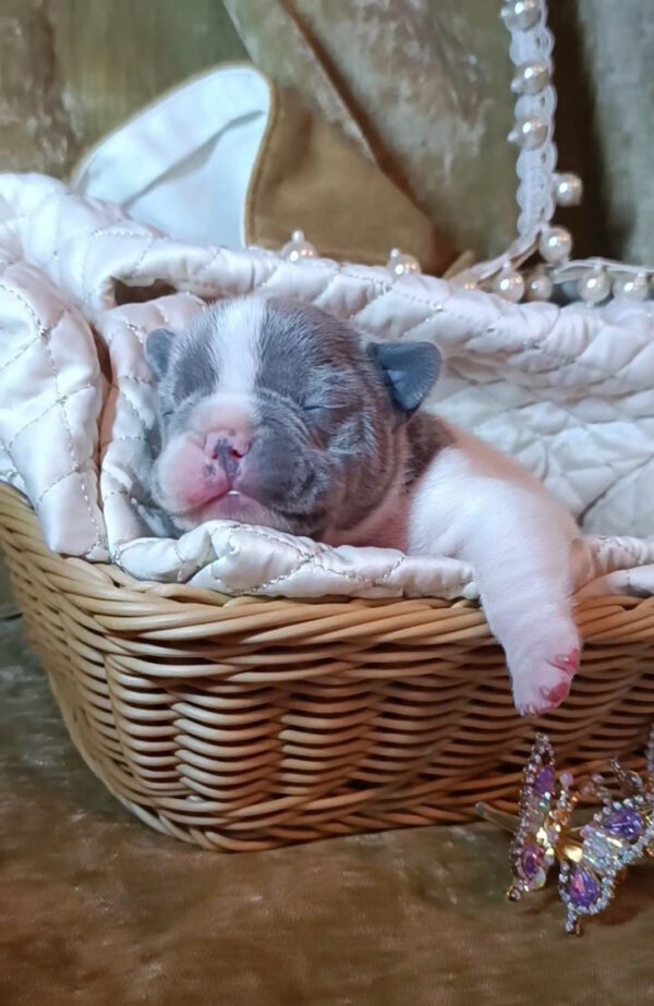 Kenny French Bulldog
