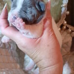 Kenny-male-french-bulldog-puppy-for-sale-1 (5)
