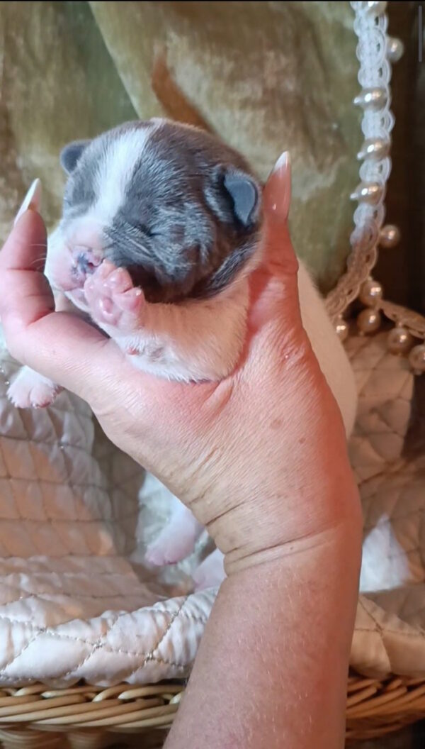 Kenny French Bulldog