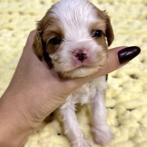 Kenzo Cavalier King Charles Spaniel