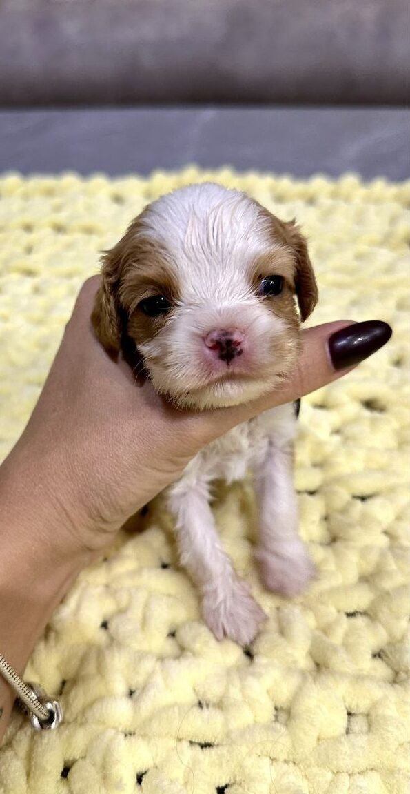 Kenzo Cavalier King Charles Spaniel