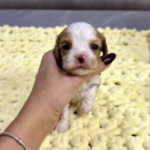 Kenzo Cavalier King Charles Spaniel