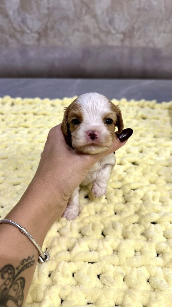 Kenzo Cavalier King Charles Spaniel