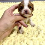 Kian-male-Cavalier-King-Charles-Spaniel-puppy-for-sale-1