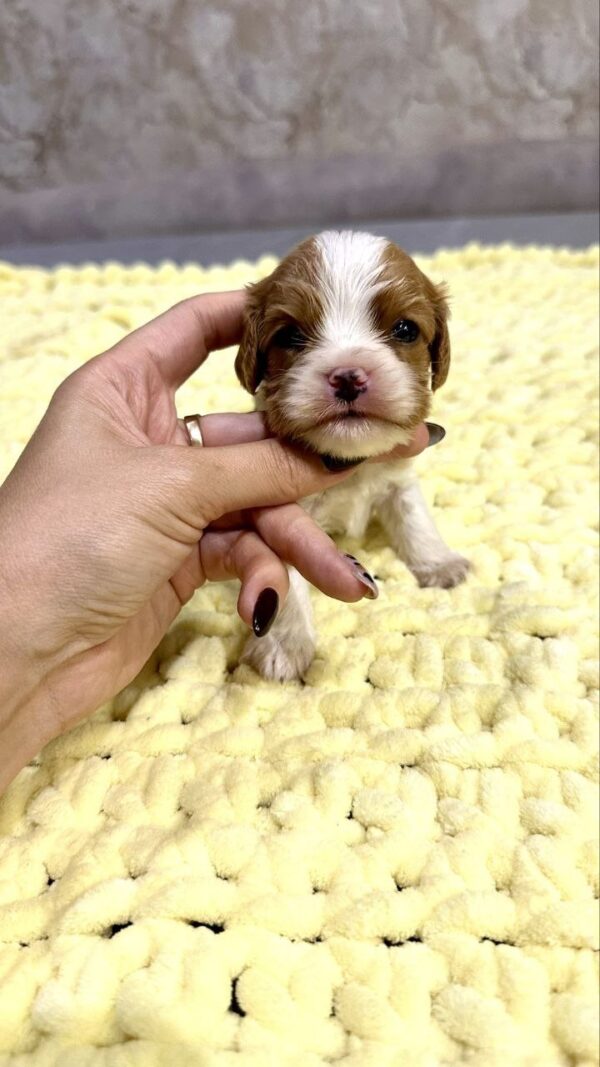 Kian Cavalier King Charles Spaniel