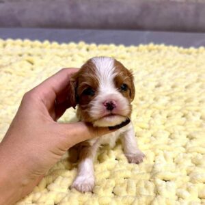 Kian Cavalier King Charles Spaniel