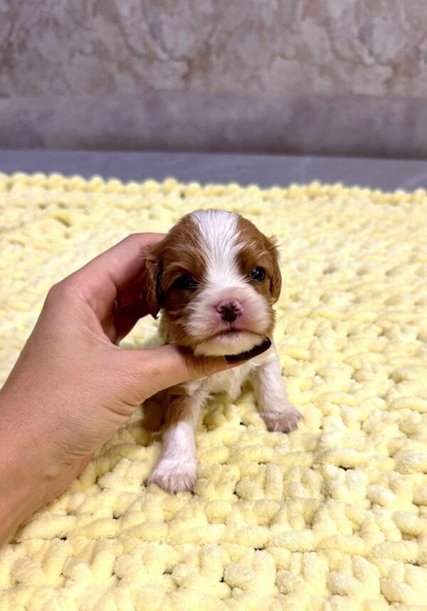 Kian Cavalier King Charles Spaniel