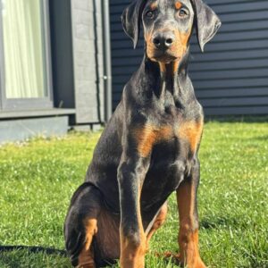 Kornes Dobermann