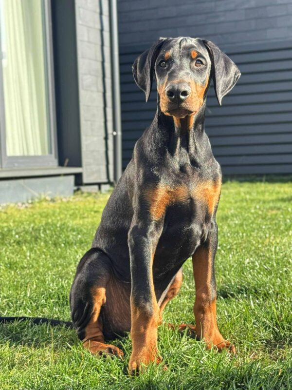 Kornes Dobermann