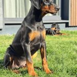 Kornes-male-dobermann-puppy-for-sale-2