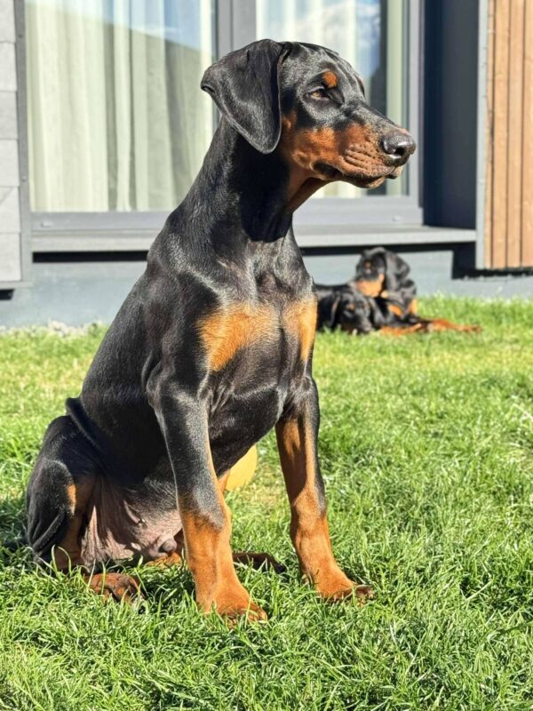 Kornes Dobermann