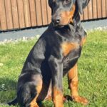 Kornes-male-dobermann-puppy-for-sale-3