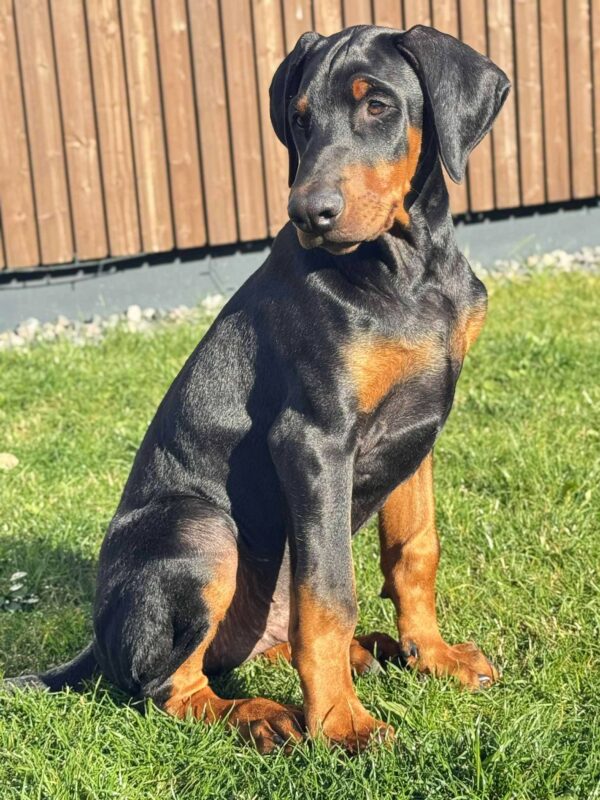 Kornes Dobermann