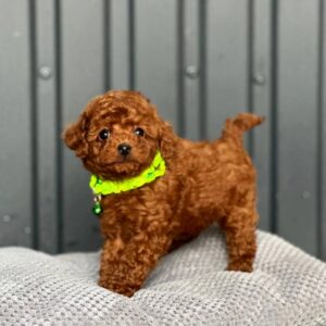 Kossa Toy Poodle