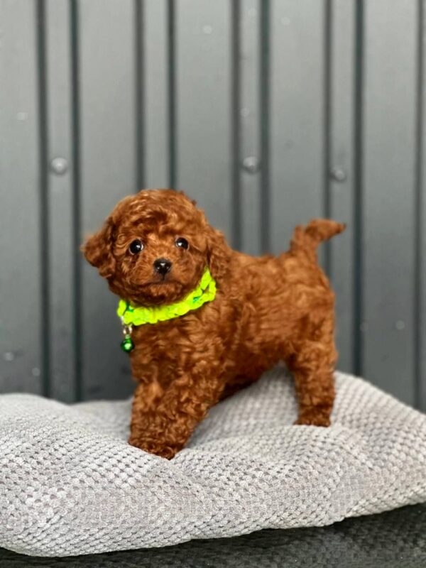 Kossa Toy Poodle