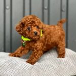 Kossa-female-Toy-Poodle-puppy-for-sale-2