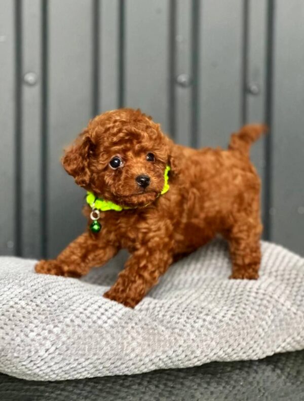 Kossa Toy Poodle