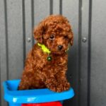 Kossa-female-Toy-Poodle-puppy-for-sale-3