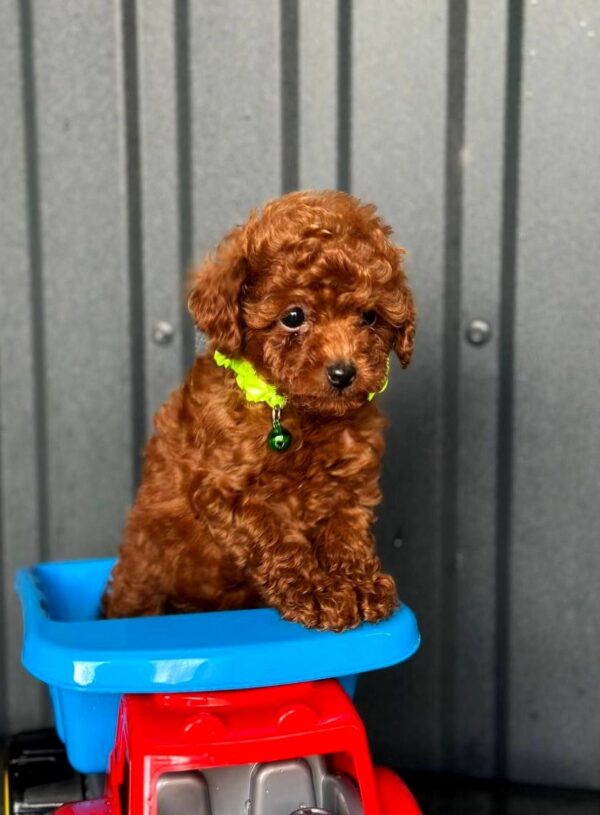 Kossa Toy Poodle