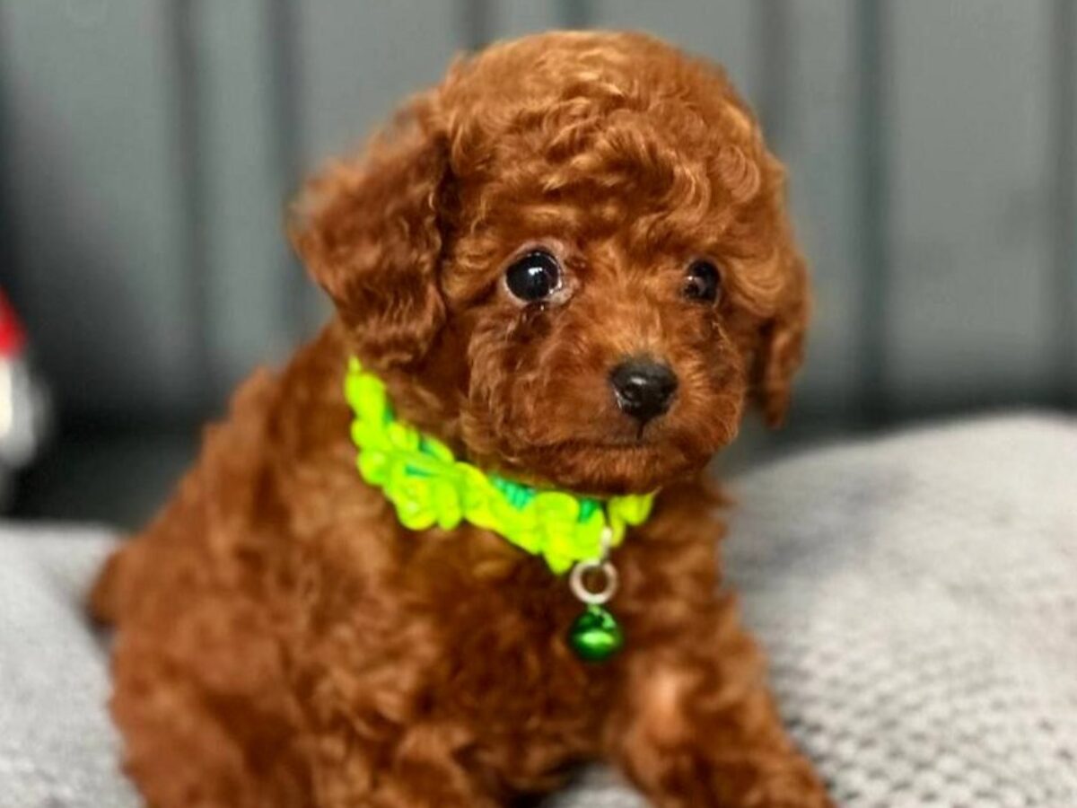 Teacup Poodle Red Miniature Poodle Puppies For Sale Red Toy Tiny