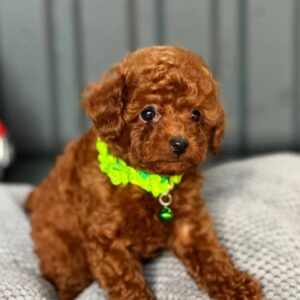 Kossa Toy Poodle