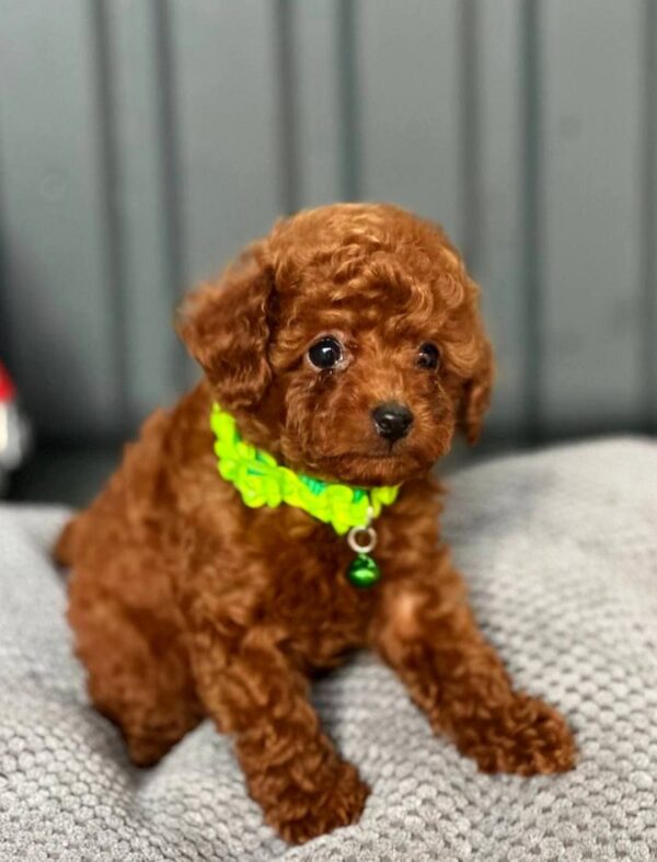 Kossa Toy Poodle