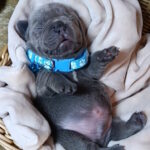 Kenny French Bulldog