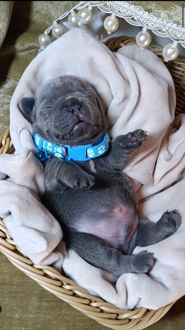 Kurt French Bulldog
