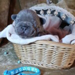 Kurt-male-french-bulldog-puppy-for-sale-1 (3)