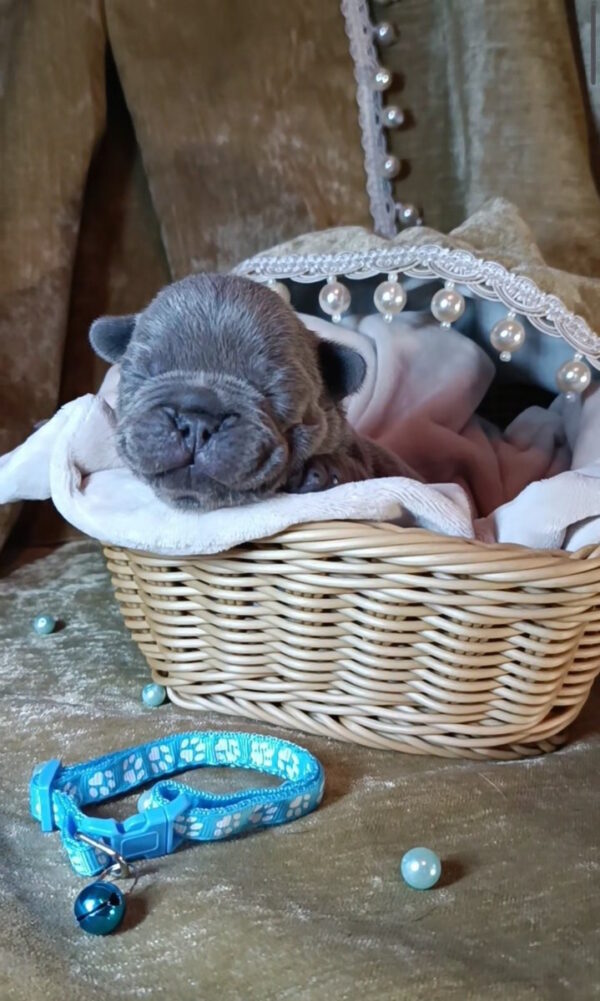 Kurt French Bulldog