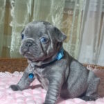 Lakis-male-french-bulldog-puppy-for-sale-1 (1)