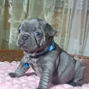 Lakis French Bulldog