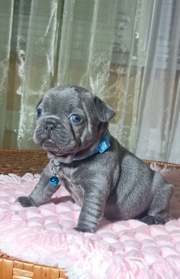 Lakis French Bulldog