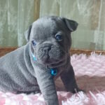 Lakis-male-french-bulldog-puppy-for-sale-1 (2)