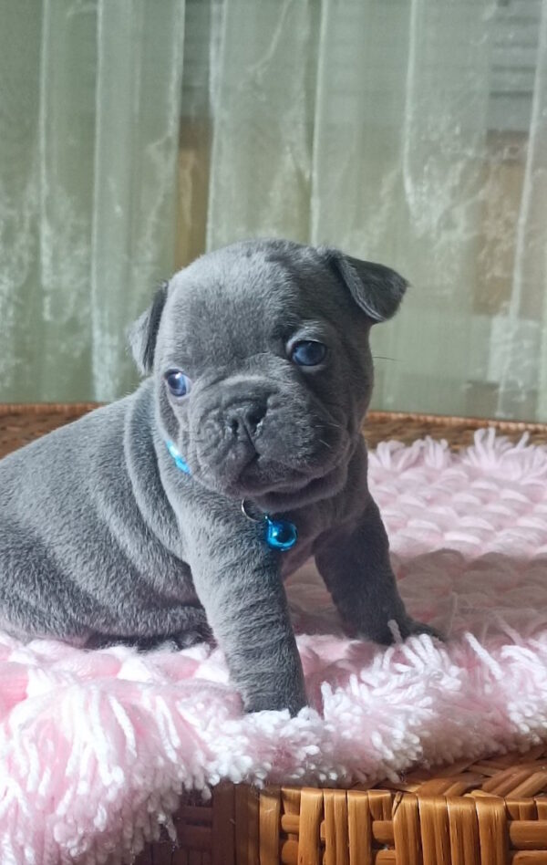 Lakis French Bulldog