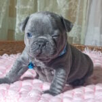 Lakis-male-french-bulldog-puppy-for-sale-1 (3)
