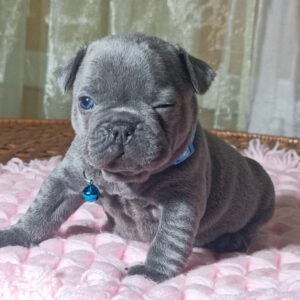 Lakis French Bulldog