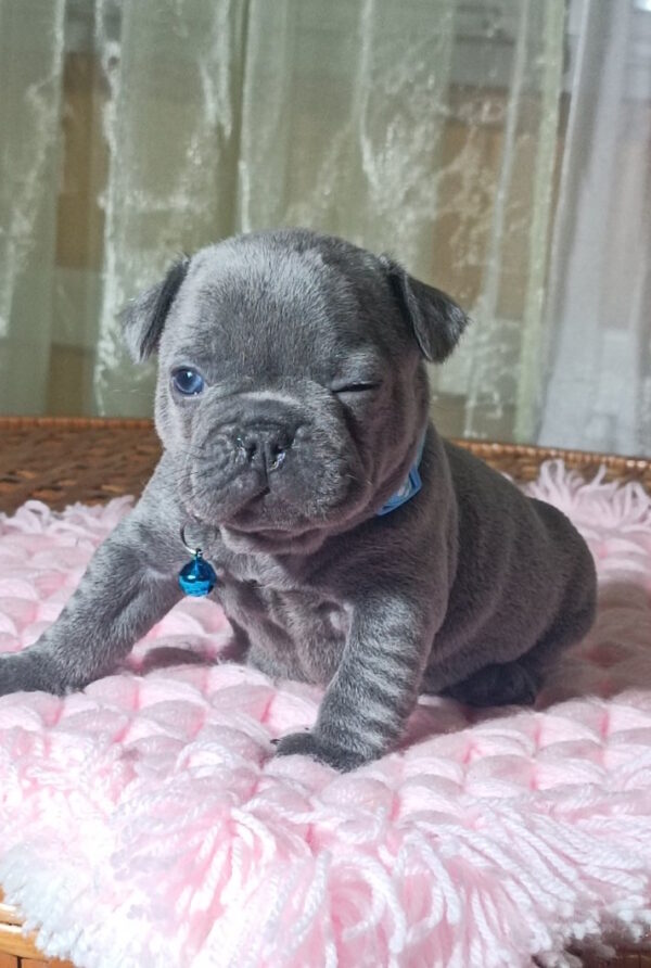 Lakis French Bulldog