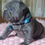 Lakis-male-french-bulldog-puppy-for-sale-1 (4)