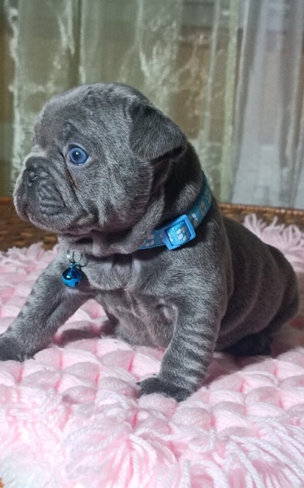 Lakis French Bulldog