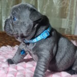 Lakis-male-french-bulldog-puppy-for-sale-1 (5)