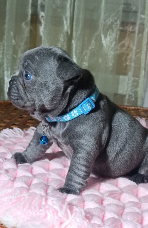 Lakis French Bulldog