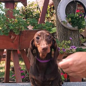 Lakshmi Dachshund