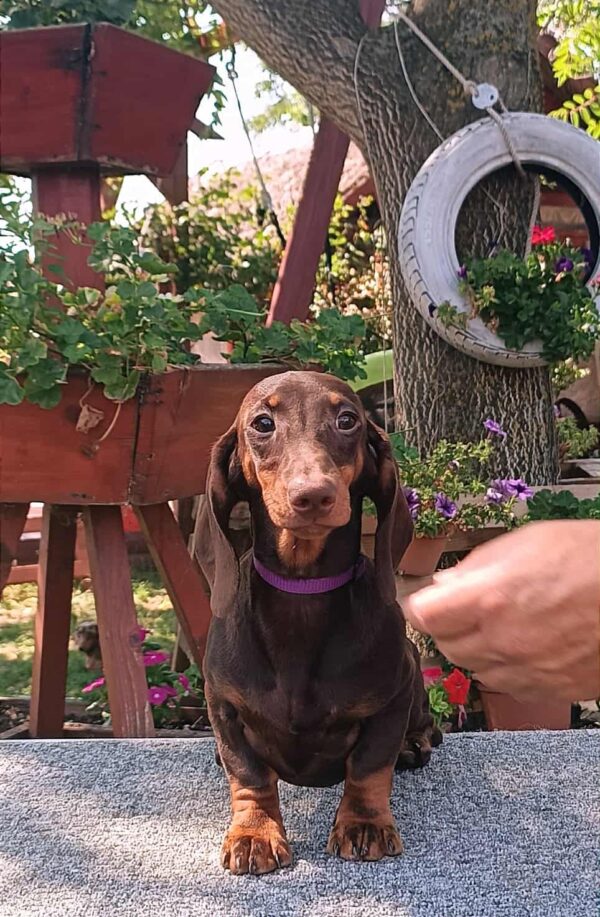 Lakshmi Dachshund