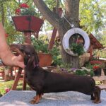 Lakshmi-female-dachshund-puppy-for-sale-1 (2)