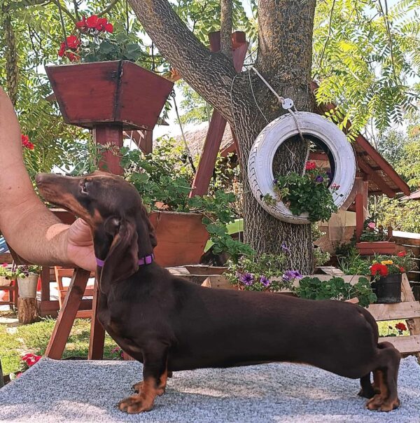 Lakshmi Dachshund