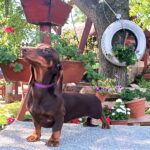 Lakshmi-female-dachshund-puppy-for-sale-1 (3)
