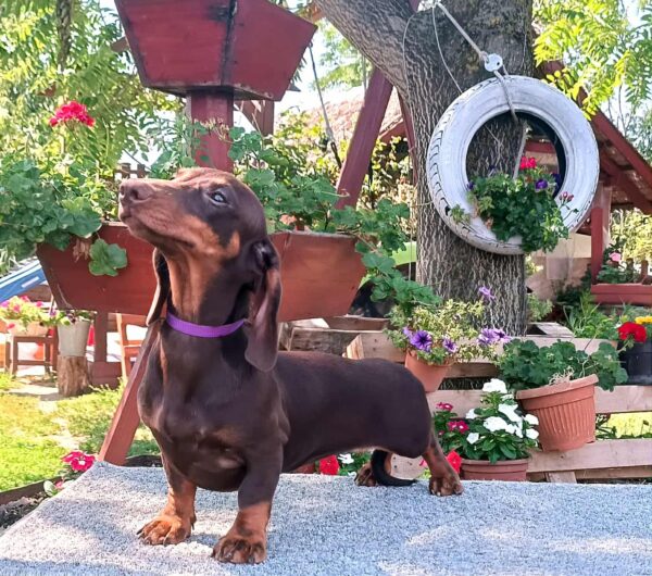 Lakshmi Dachshund