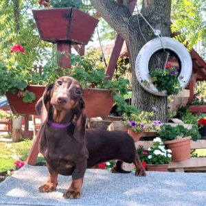 Lakshmi Dachshund