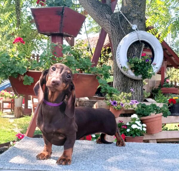 Lakshmi Dachshund